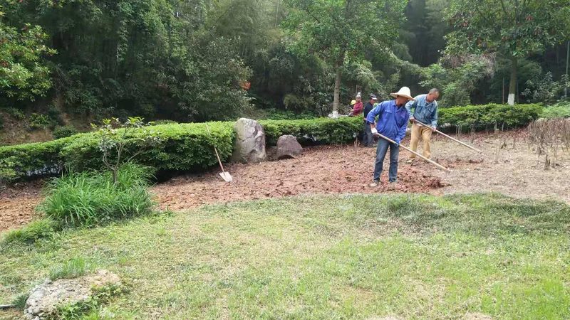 室内垂直绿化植物价格几何？揭秘影响因素与选购策略**