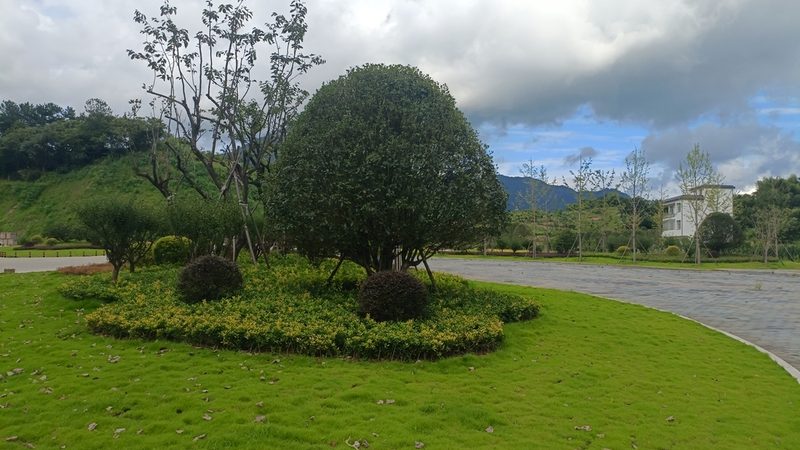 苗木种植技术视频教程：掌握关键步骤，提升成活率**
