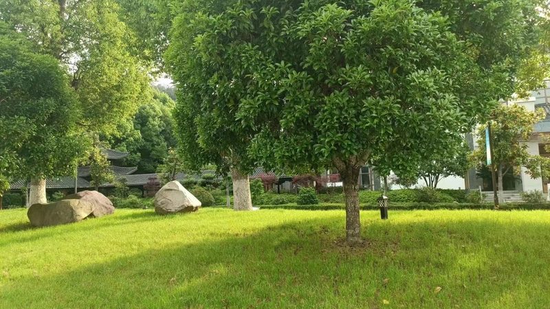 高速公路绿化隔离带植物配置：科学规划，生态和谐**