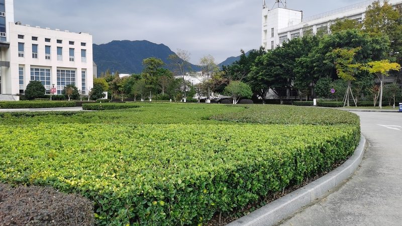 苗木种植与扦插：成本背后的考量**