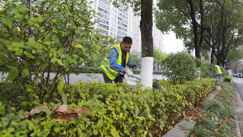 小区绿化苗木种植报价明细，你了解多少？**